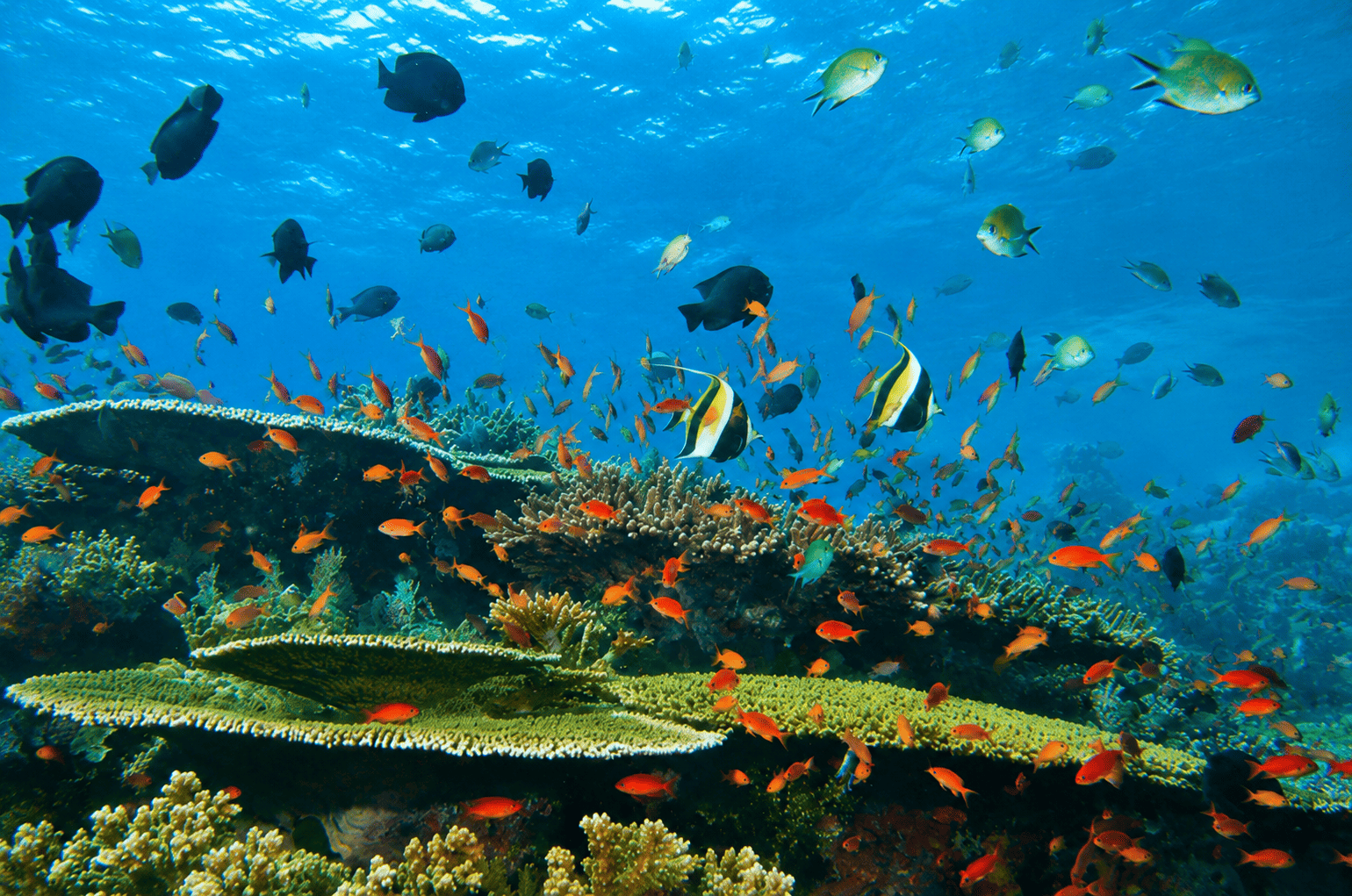 Bangsring Underwater, Berenang Bareng Hiu Jinak di Rumah Apung