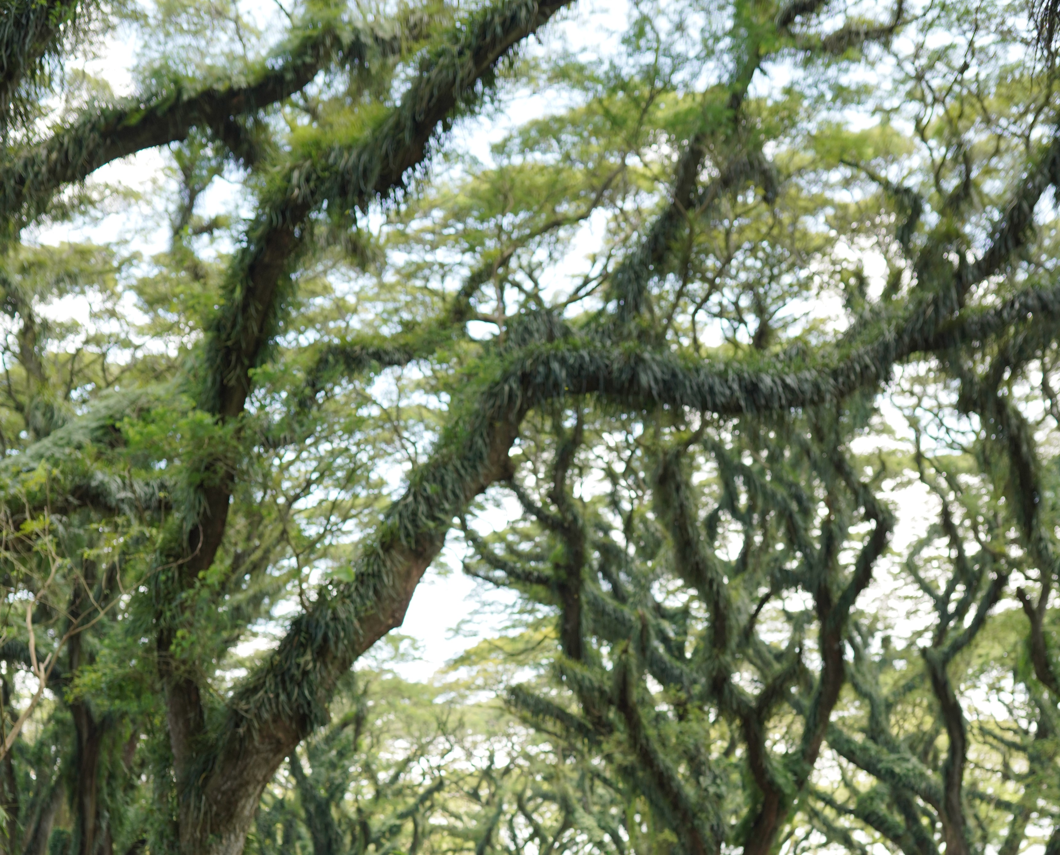 Jeep Trip Djawatan & Taman Nasional Baluran