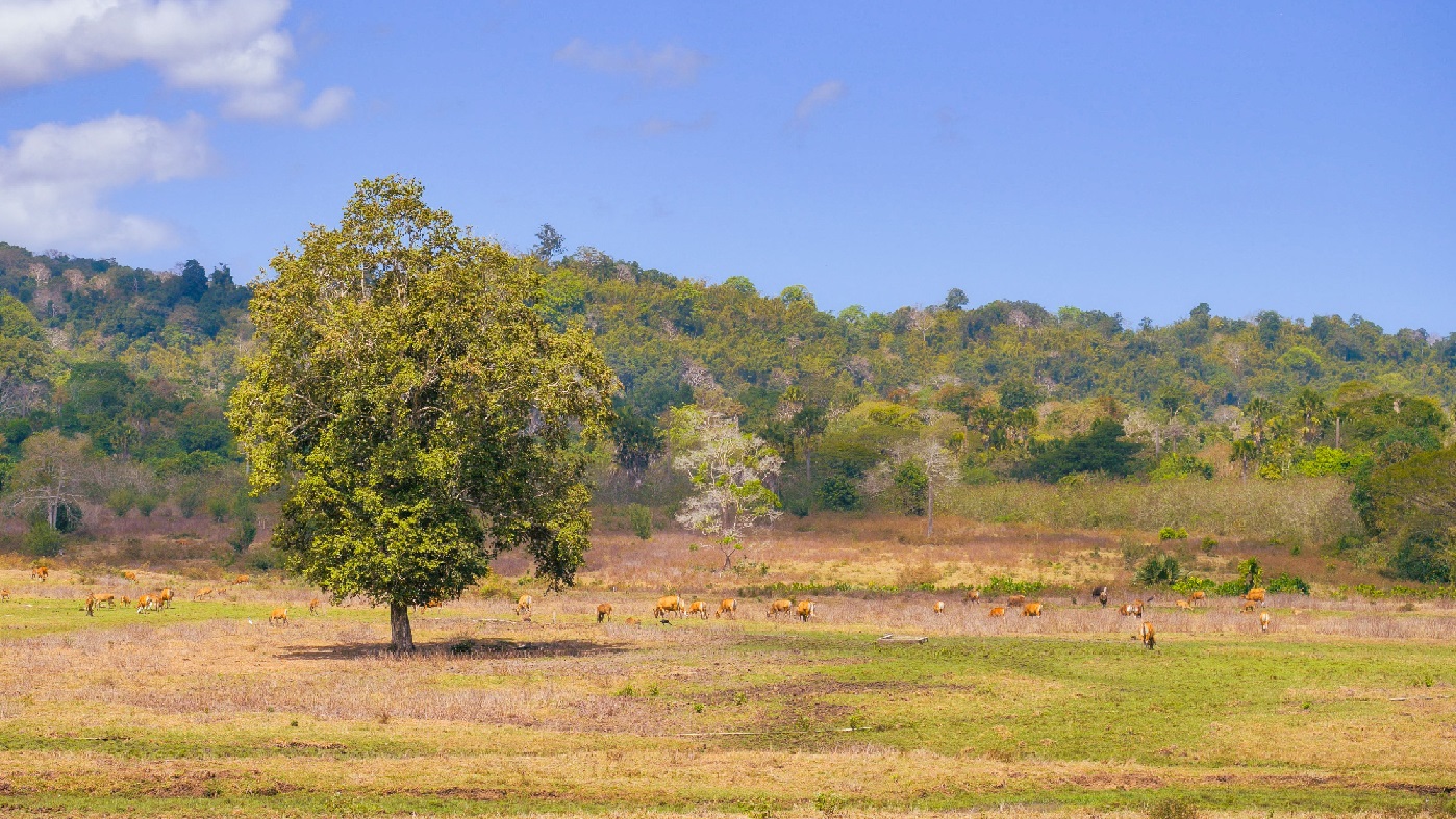 Taman Nasional Alas Purwo Banyuwangi